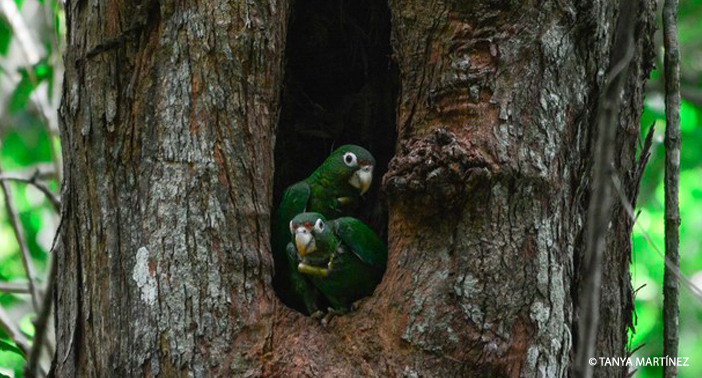 Two Parrots In a Tree WM CR