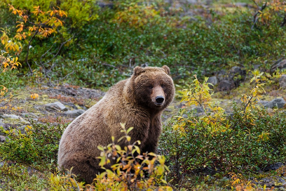 Carnivore Nature Wild Alaska Wildlife Grizzly Bear