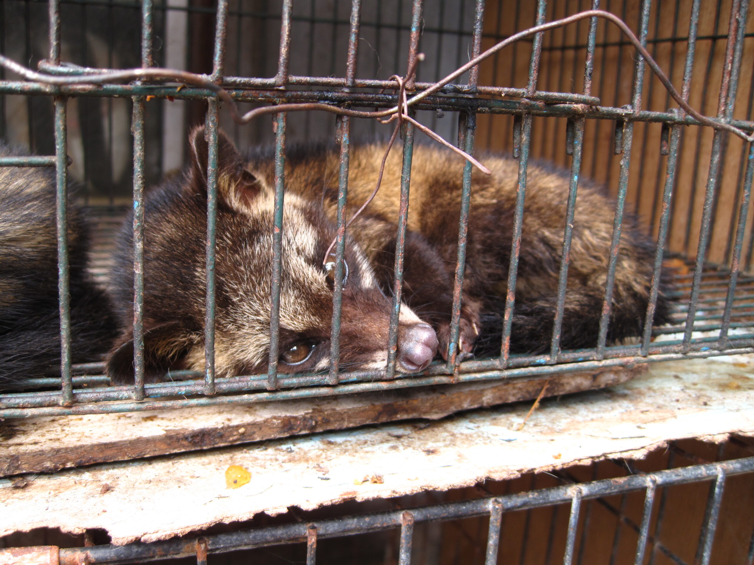 Luwak_(civet_cat)_in_cage