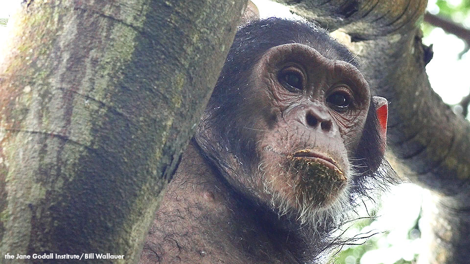 JGI Jungle Journals: Notes from Gombe, Tanzania Part I