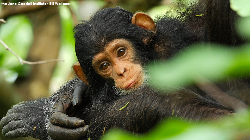 So You Think You Know Everything About Chimps? Think Again.