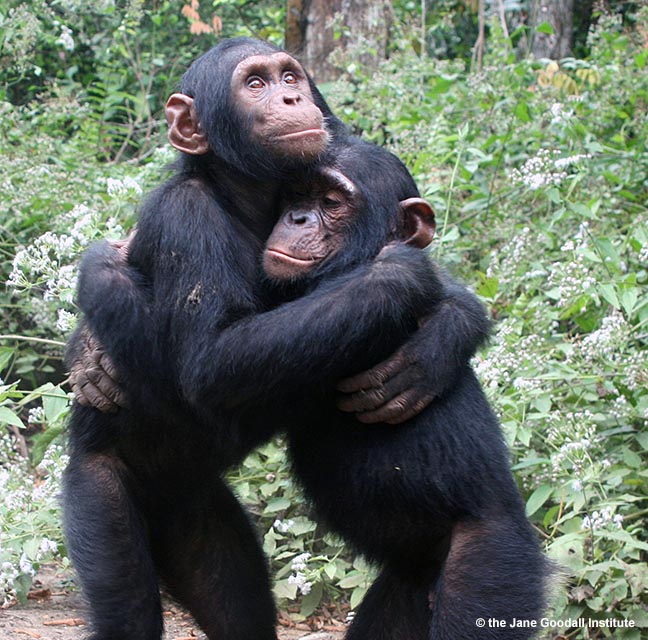 Orphans Kudia and Ultimo hug each other at the JGI Tchimpounga Chimpanzee Rehabilitation Center in the Republic of Congo