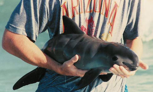 © CEDO Intercultural: Vaquita calf that was found and brought to CEDO Intercultural in 1994.