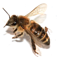 Female_Apocephalus_borealis_ovipositing_into_the_abdomen_of_a_worker_honey_bee