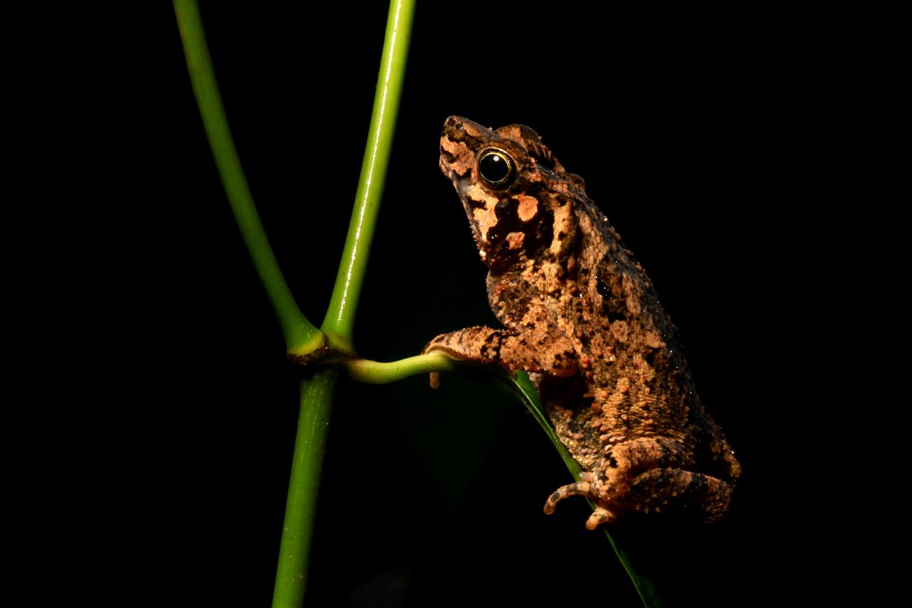 frog yasuni