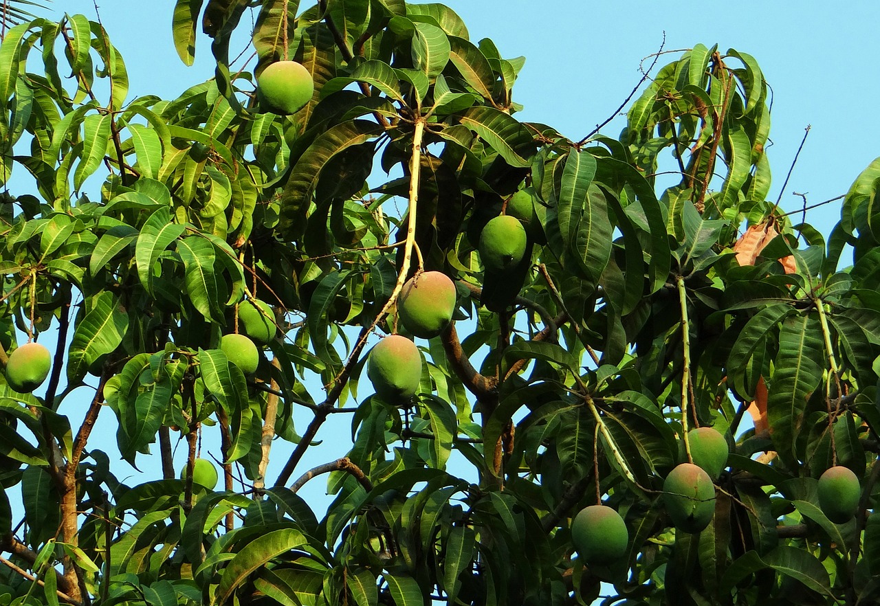 How Mango Trees Are Improving Lives In Haiti