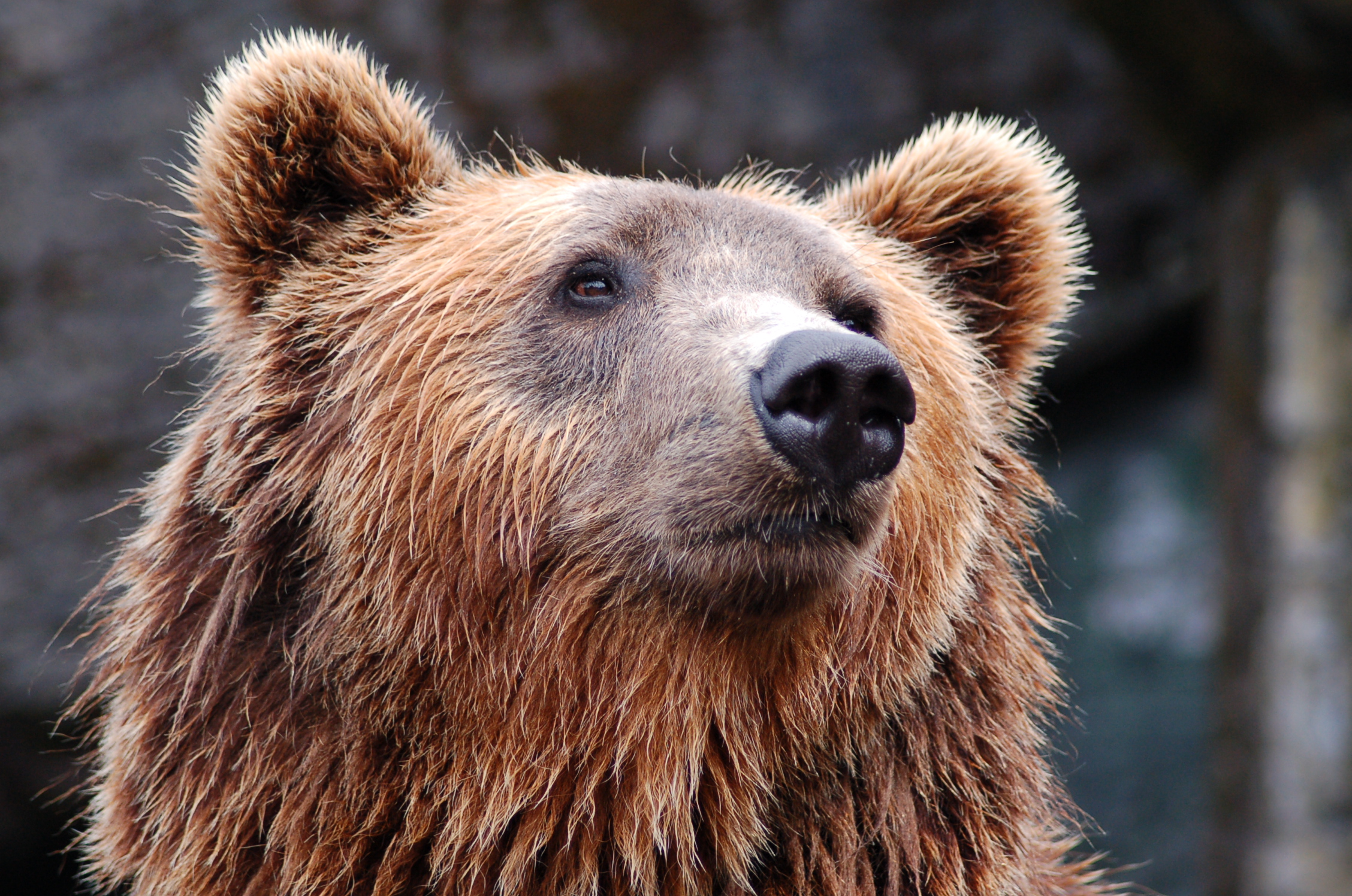 Who Will Safe-Guard the Great Grizzly?