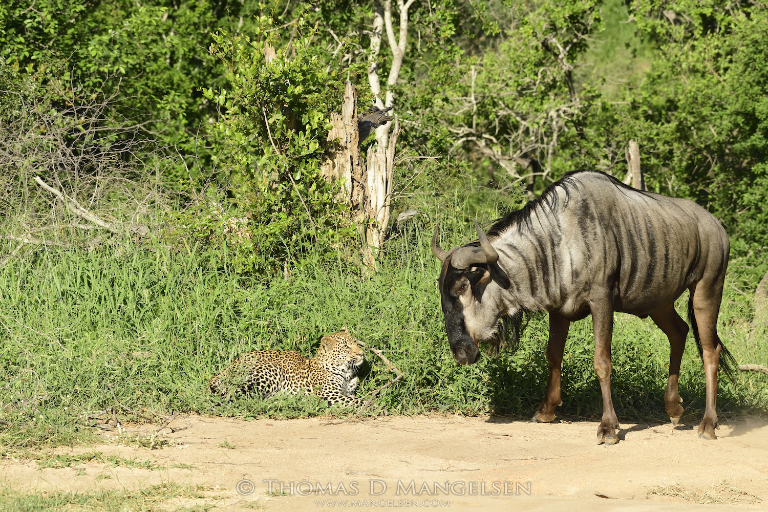 wilderbeest-nearly-trips-over-leopard