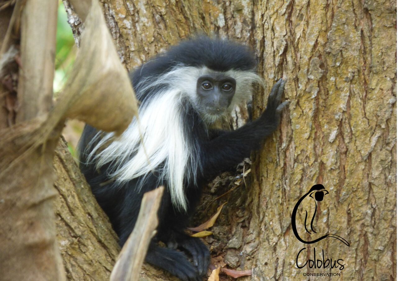 A young Angolan Colobus residing at Colobus Conservation in Kenya, a PASA member that rescues monkey species such as baboons, sykes and vervets.