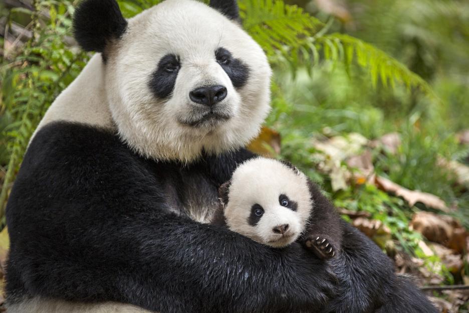 Disney Conserving Nature and Sharing Nature with the World