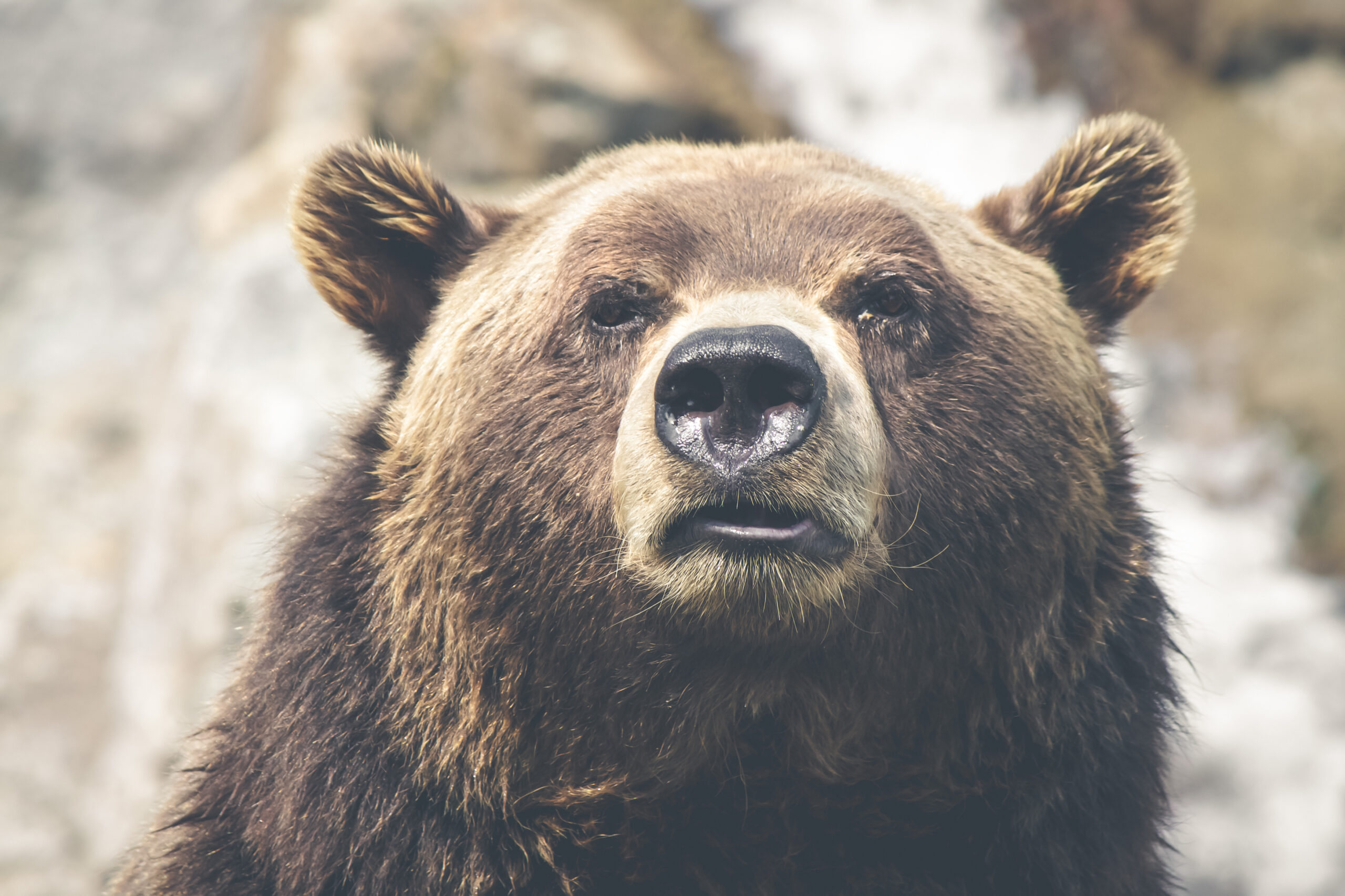 U.S. Senate Overturns the Ban on “Barbaric Practices” for Wildlife