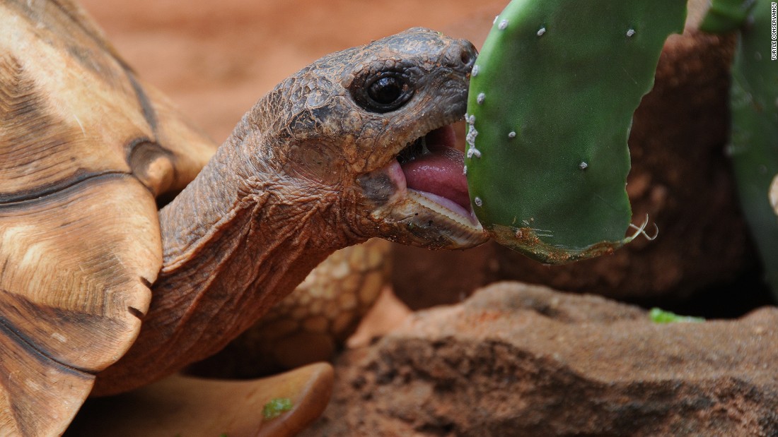 World Turtle Day: Excerpt from ‘Hope for Animals and Their World’