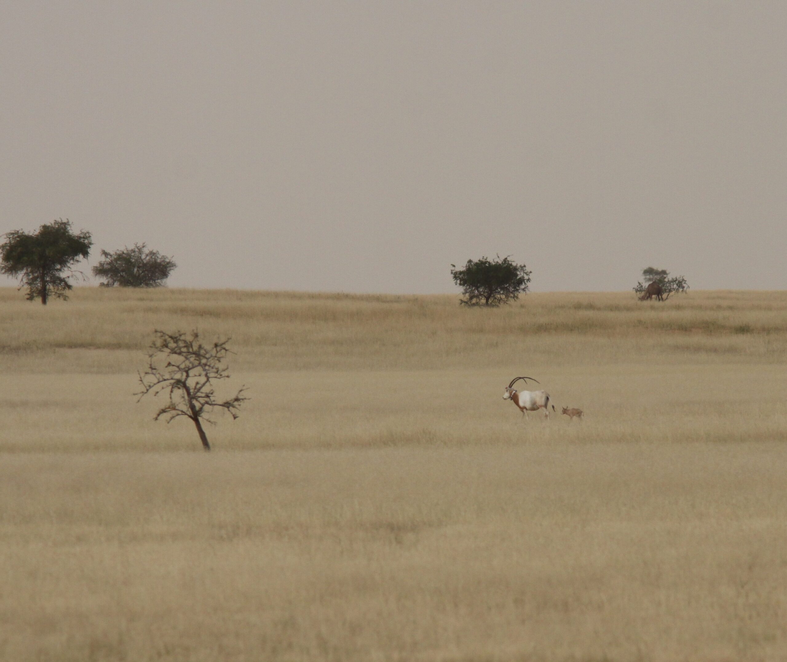 2 days old Scimitar-horned Oryx calf with his mother in Chad[1]