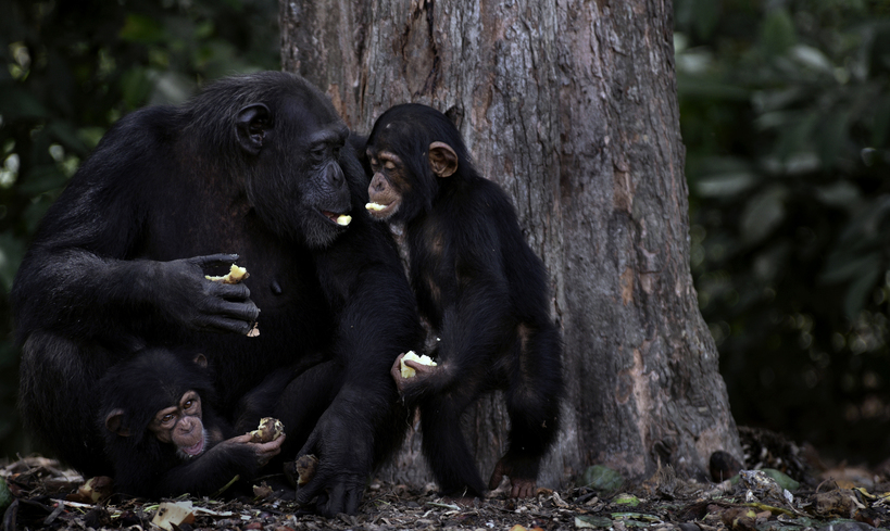 *FOR MORE COMPLETE CAPTIONS Jenny Desmond offered to help with names of individual chimps... A team from HSUS visit Liberia in West Africa to observe efforts to save research chimpanzees abandoned by New York Blood Center, which stopped all funding for food and water when they retired the chimps formerly used for experimentation. They also refused to pay their original caregivers who had worked for the center and were abandoned as well. They initially used their own meager finances to continue feeding them. Over 60 chimps now live on six islands serving as a sanctuary LCR (Liberian Chimpanzee Rescue), a project of Humane Society of the United States run by Jenny and James Desmond to improve the dire situation in which the chimpanzees were left to die. (Photo by Carol Guzy for HSUS March 4, 2016).