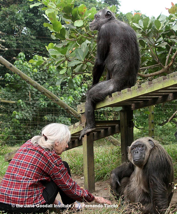 Jane Goodall with Gregoire and LaVielle at the JGI Tchimpounga Chimpanzee Rehabilitation Center.