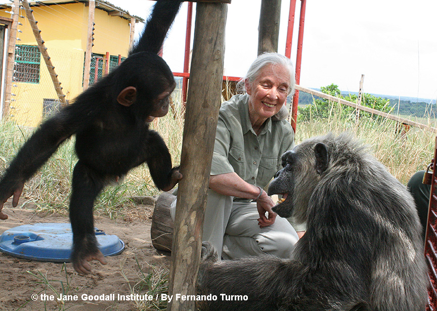 Jane Goodall with LaVielle and her new little friend at the Tchimpounga Chimpanzee Rehabilitation Center in the Republic of the Congo.