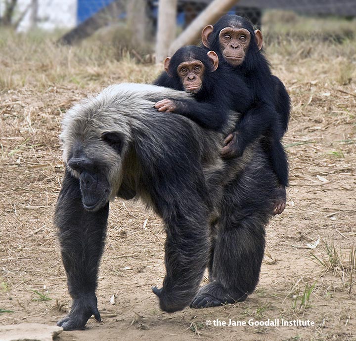 LaVielle plays with orphan babies at the JGI Tchimpounga Chimpanzee Rehabilitation Center