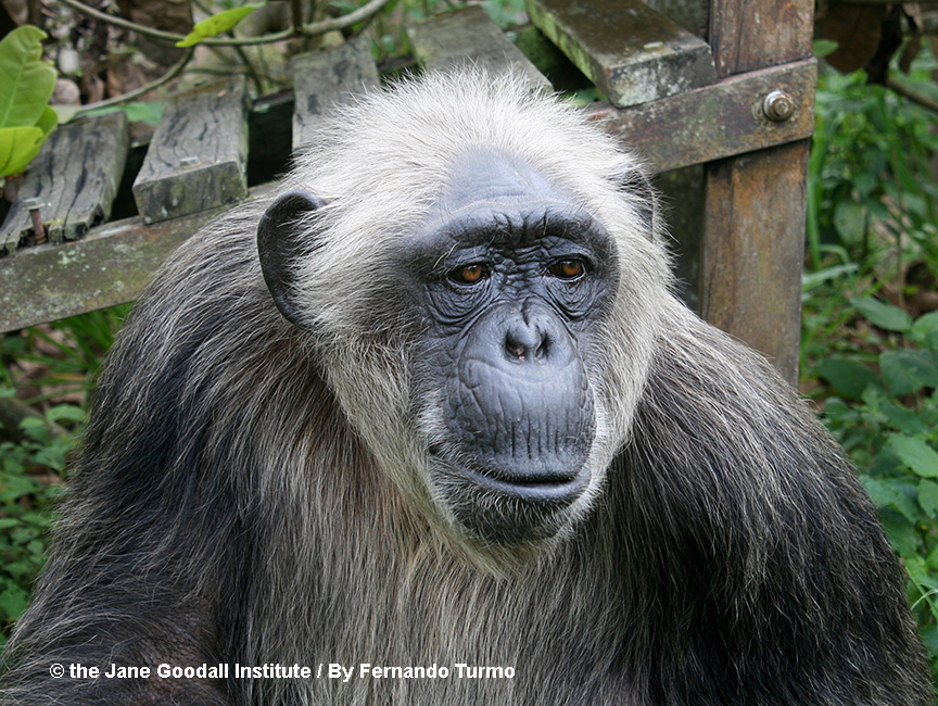 La Vielle at the JGI Tchimpounga Chimpanzee Rehabilitation Center