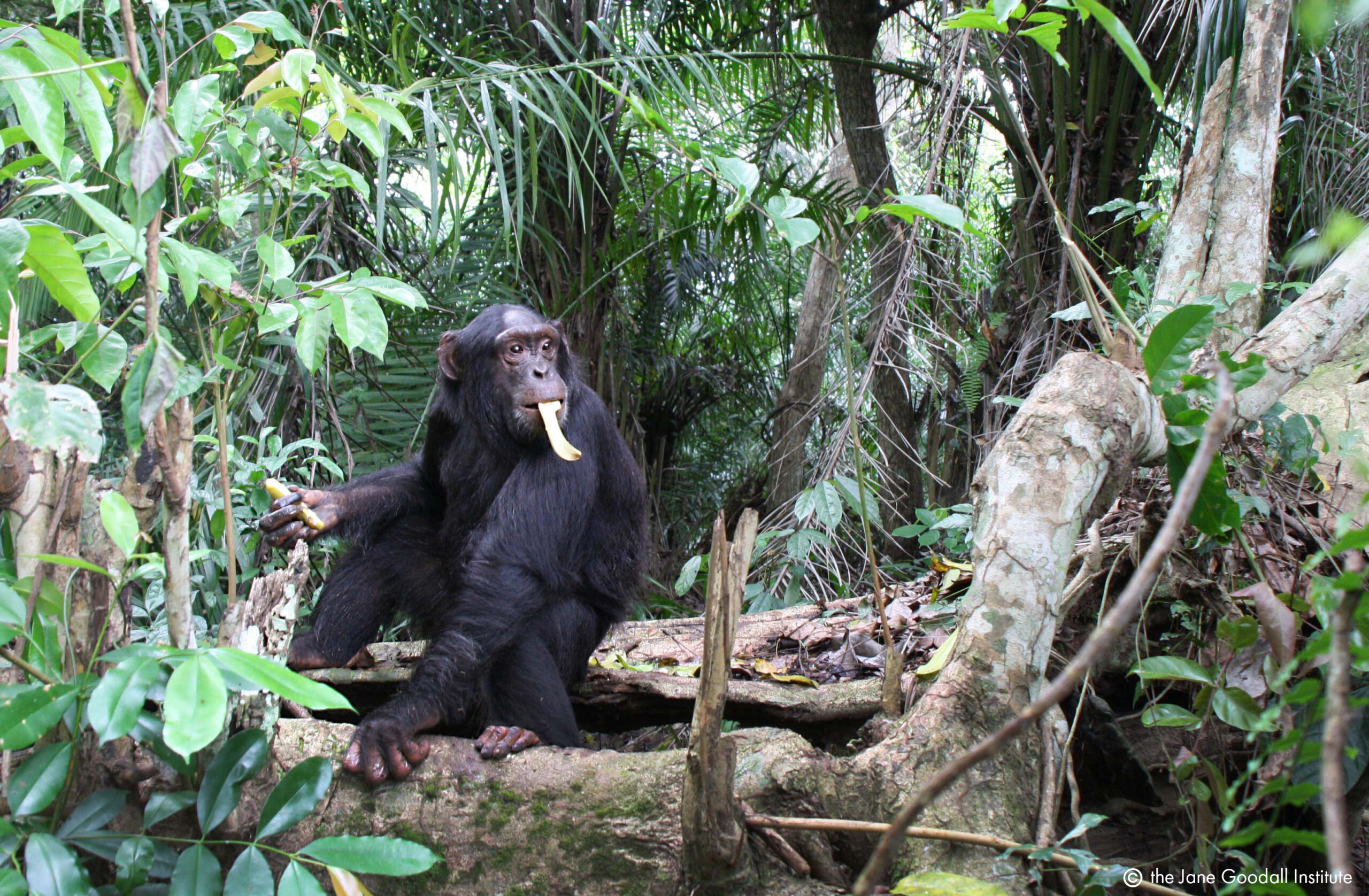 Chimp Luc on Tchindzoulou Island.