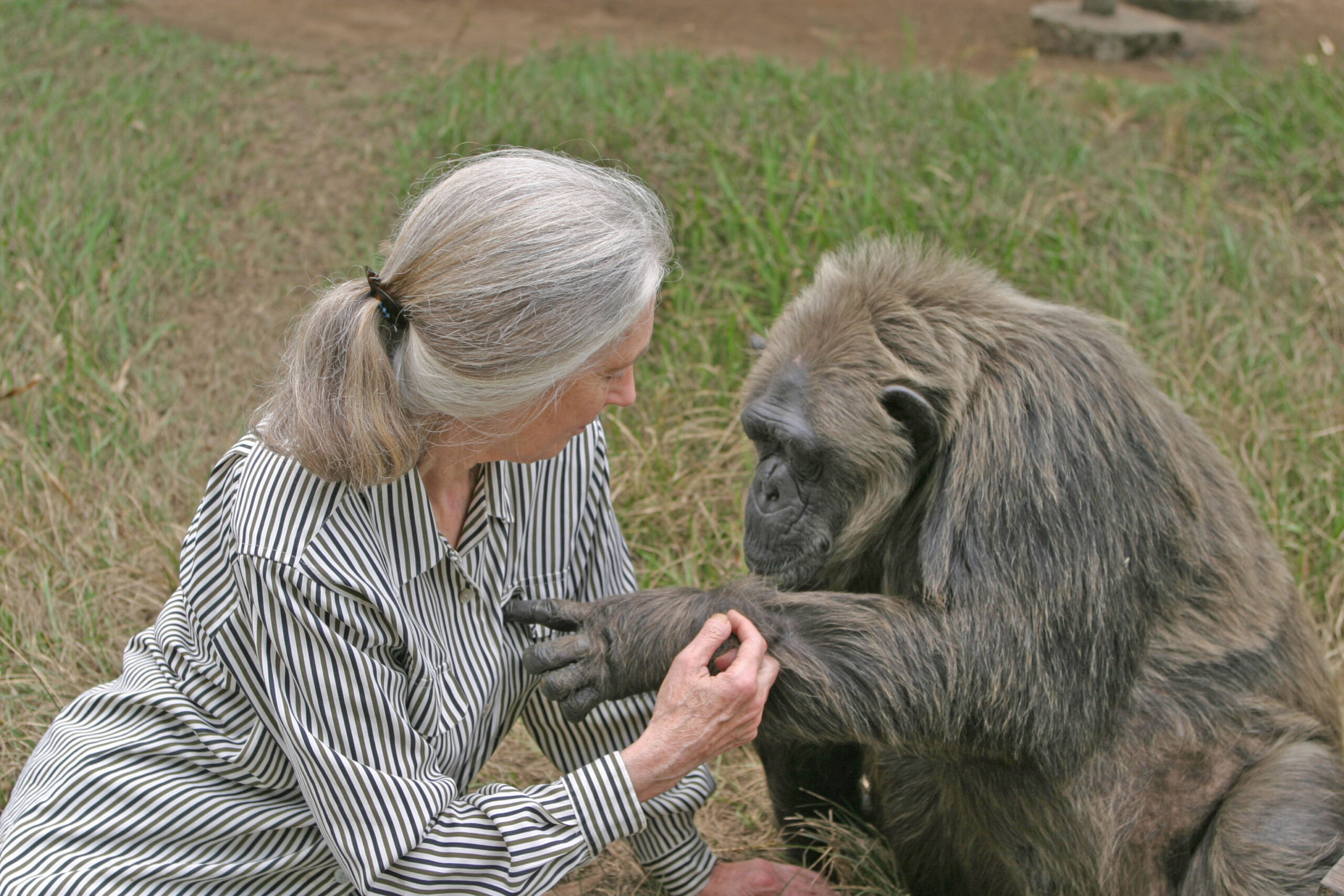 Remembering La Vieille: Mother To Orphaned Chimps
