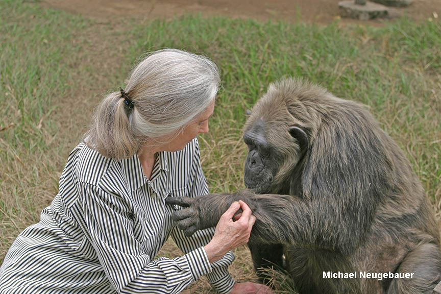 Dr. Jane Goodall with chimpanzee Lavielle at Tchimpounga Sanctuary in Pointe Noire, Congo.