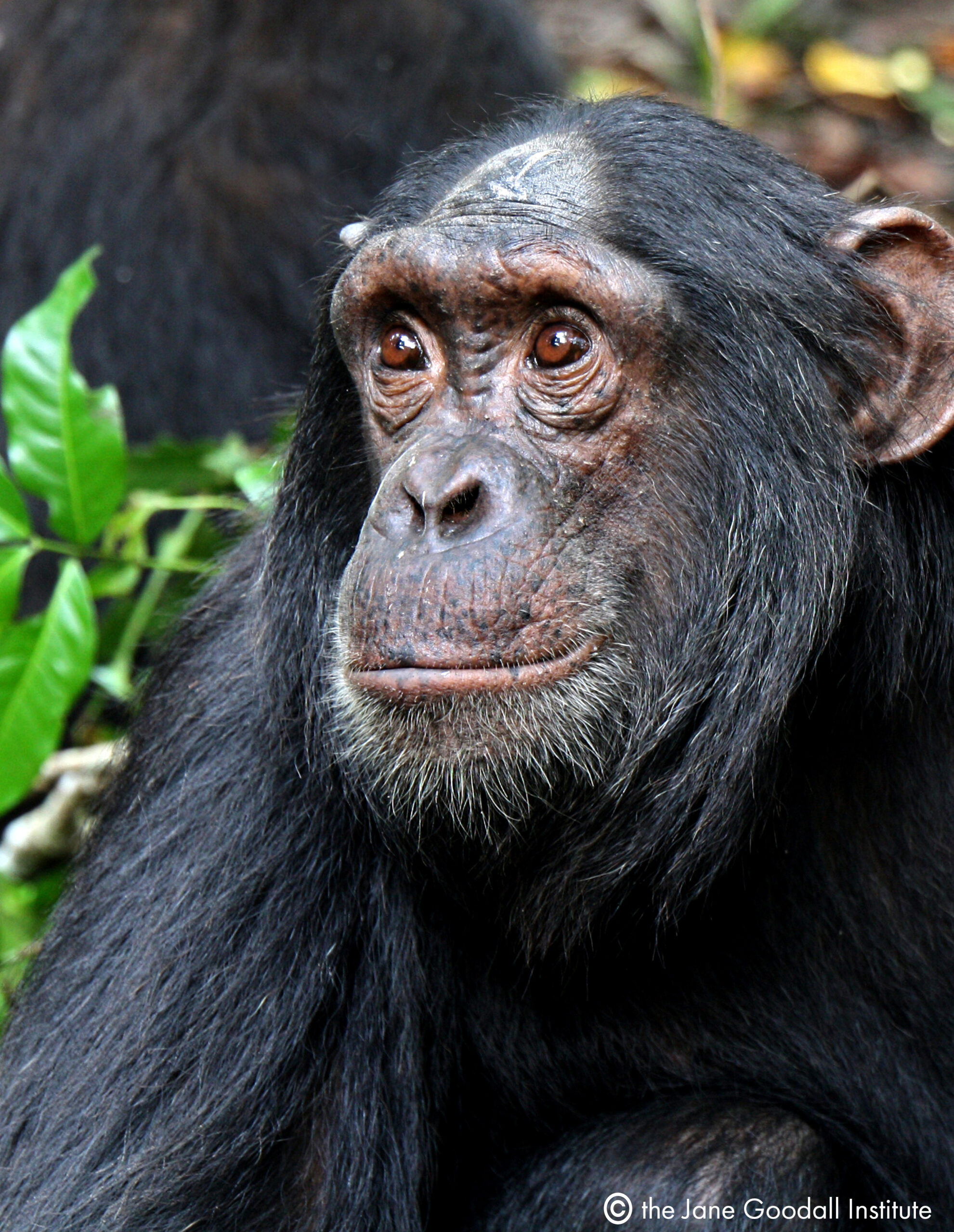 Chimp Luc at Tchindzoulou Island
