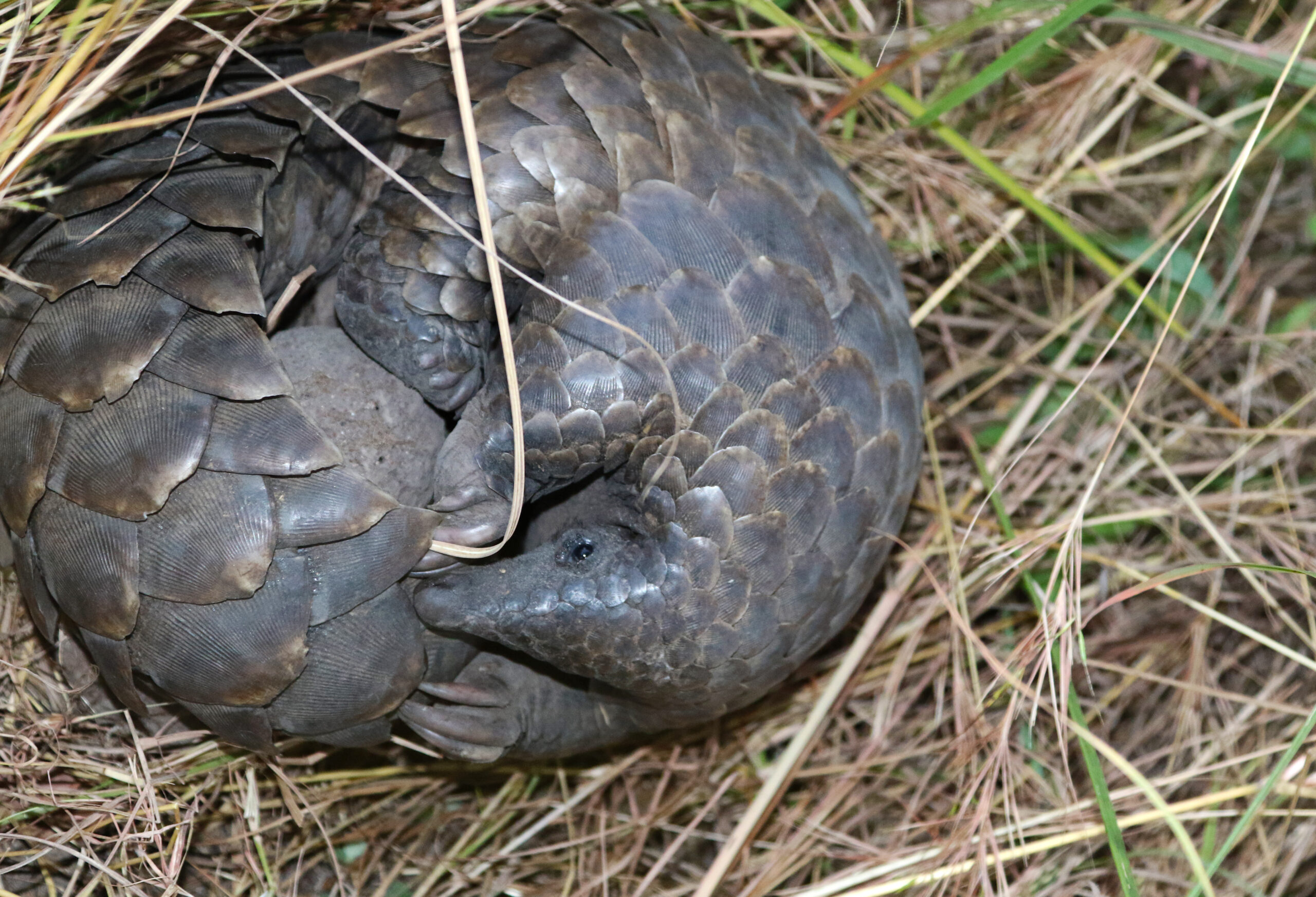 A Bush Walk with Pea the Pangolin in Mozambique