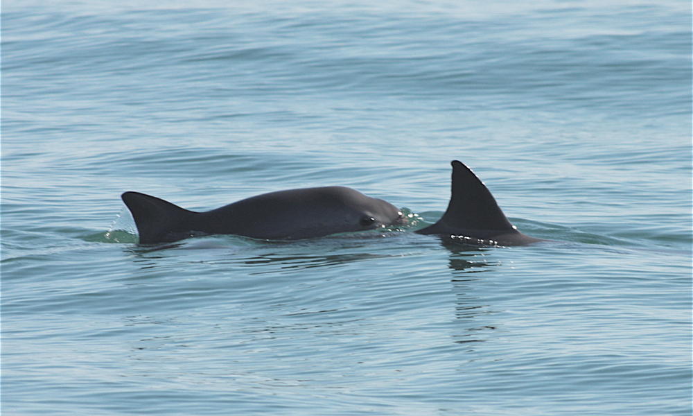 Photo via WWF