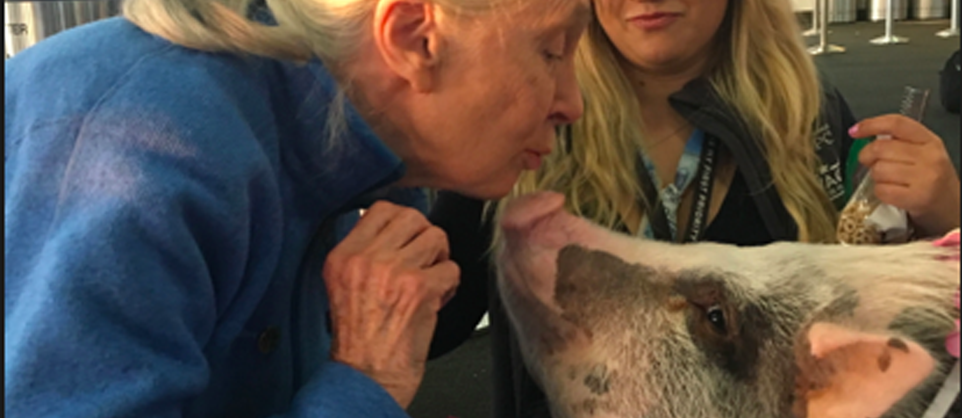 Dr. Jane Goodall Meets Lilou the Pig