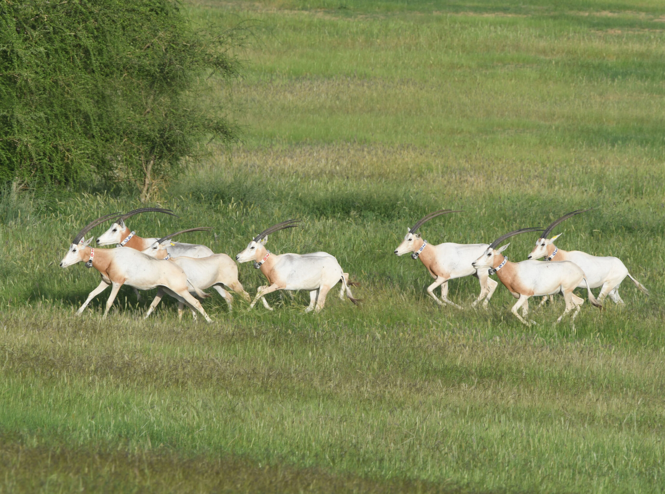 scimitar horned oryx2