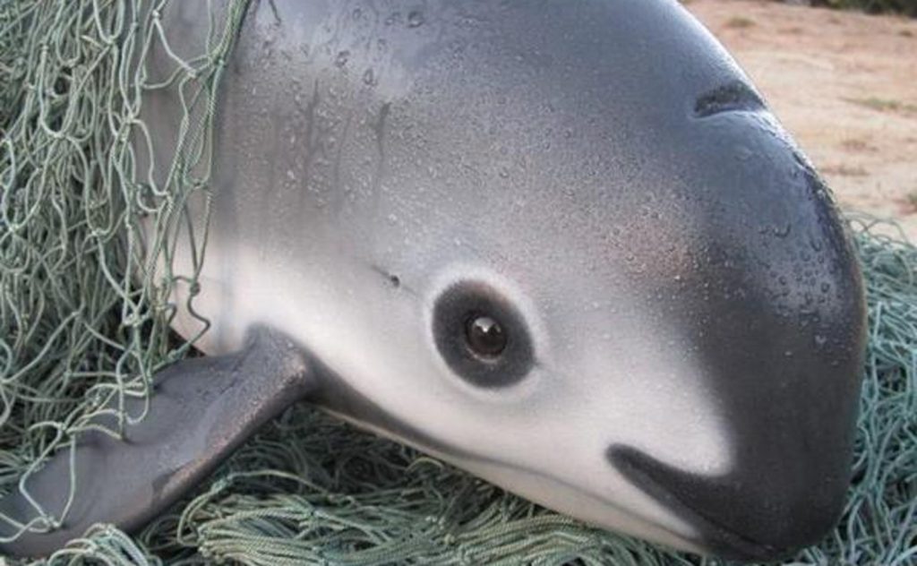 vaquita-e1452771246967-1024x632
