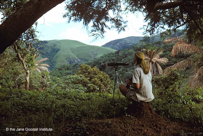 In her early days at Gombe, Jane Goodall spent many hours sitting on a high peak with binoculars or a telescope, searching the forest below for chimpanzees.