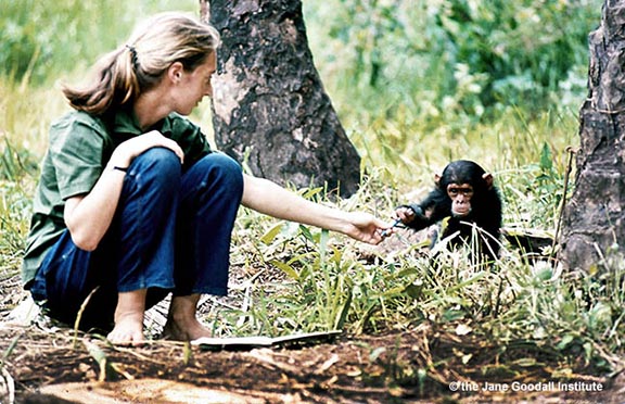 Young researcher Jane Goodall with baby chimpanzee Flint at Gombe Stream Reasearch Center in Tanzania.