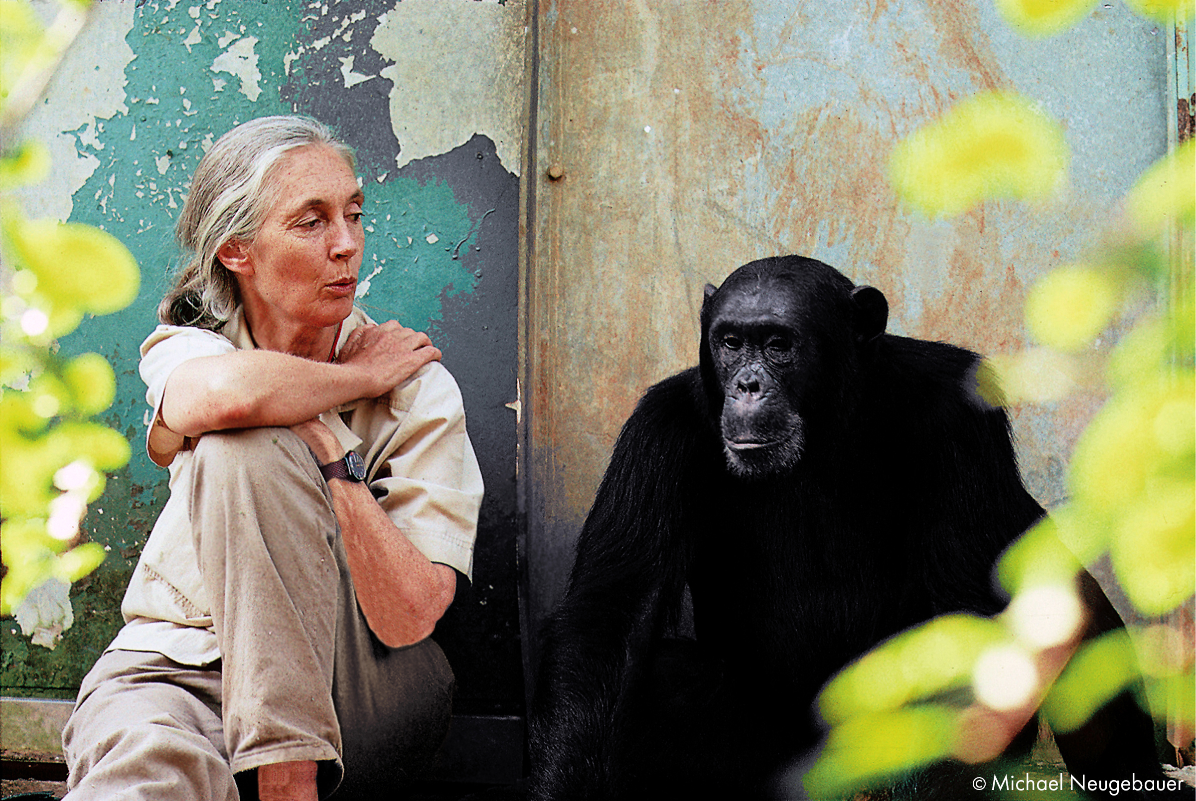Dr. Jane Goodall with chimpanzee Freud at Gombe National Park in Tanzania.