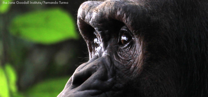 Exploring Evolution and Spirituality in Chimpanzees and Humans