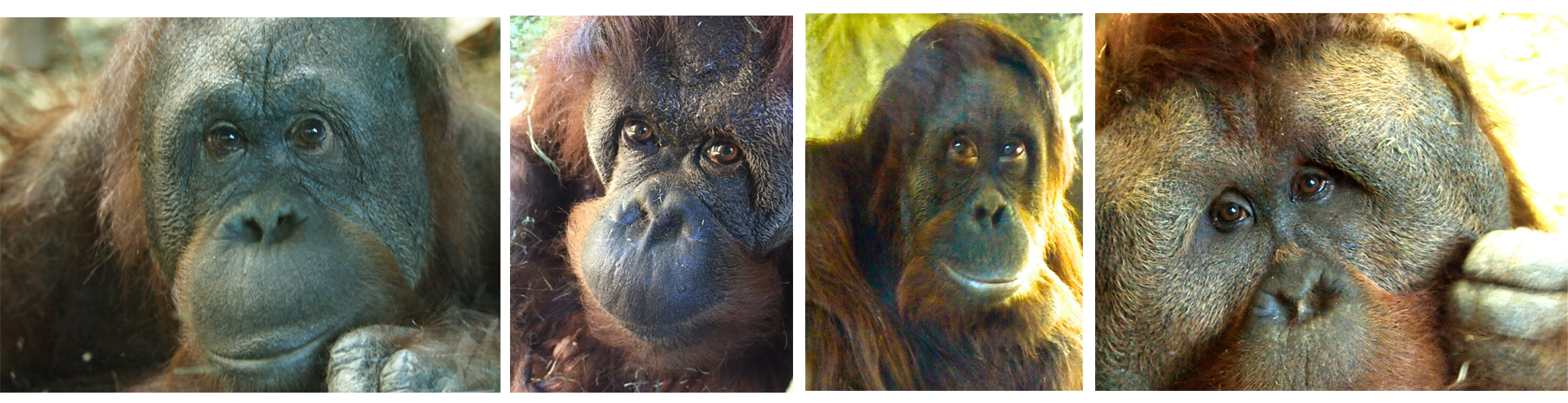 orangs four