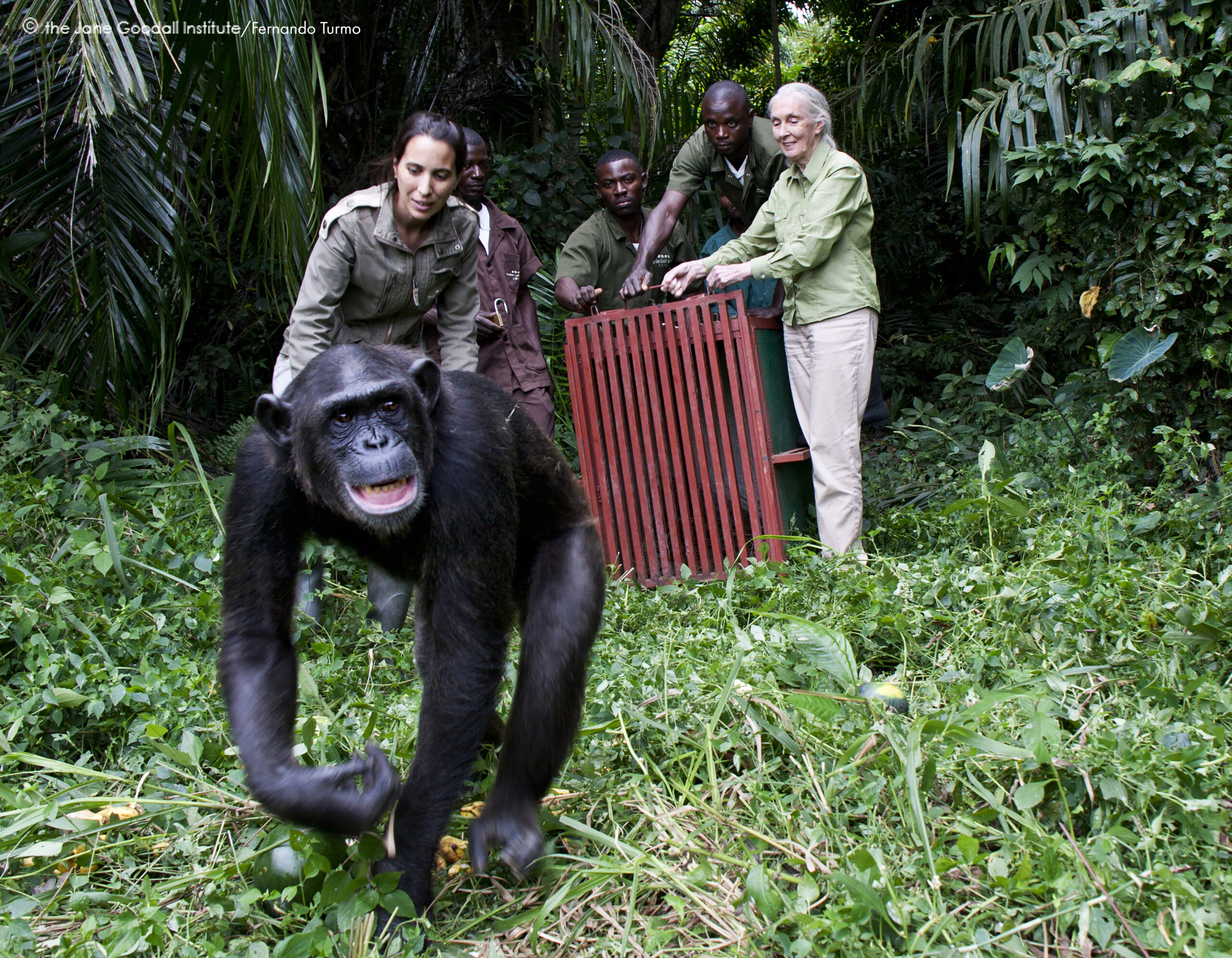 Jane Goodall and Rebeca Atencia release orphan chimpanzee Wounda on Tchindzoulou Island