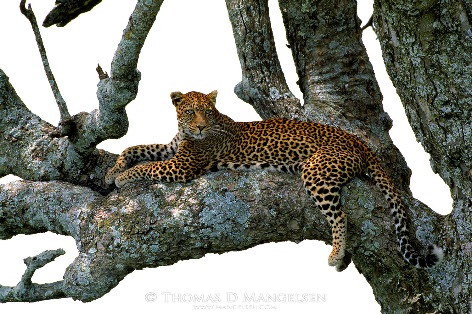Myriad shades of sapphire, aquamarine, and brilliant green lichens play off the jewel-like eyes of a leopard, who spends afternoons taking refuge in her favorite "sausage" tree.