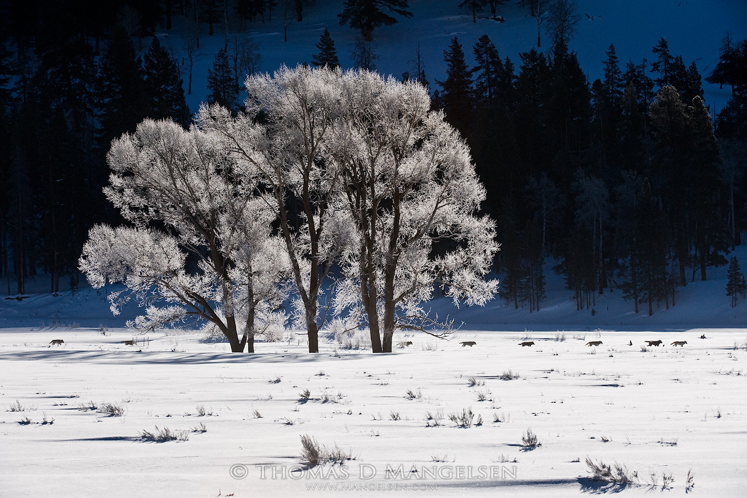 Wolves in Yellowstone National Park