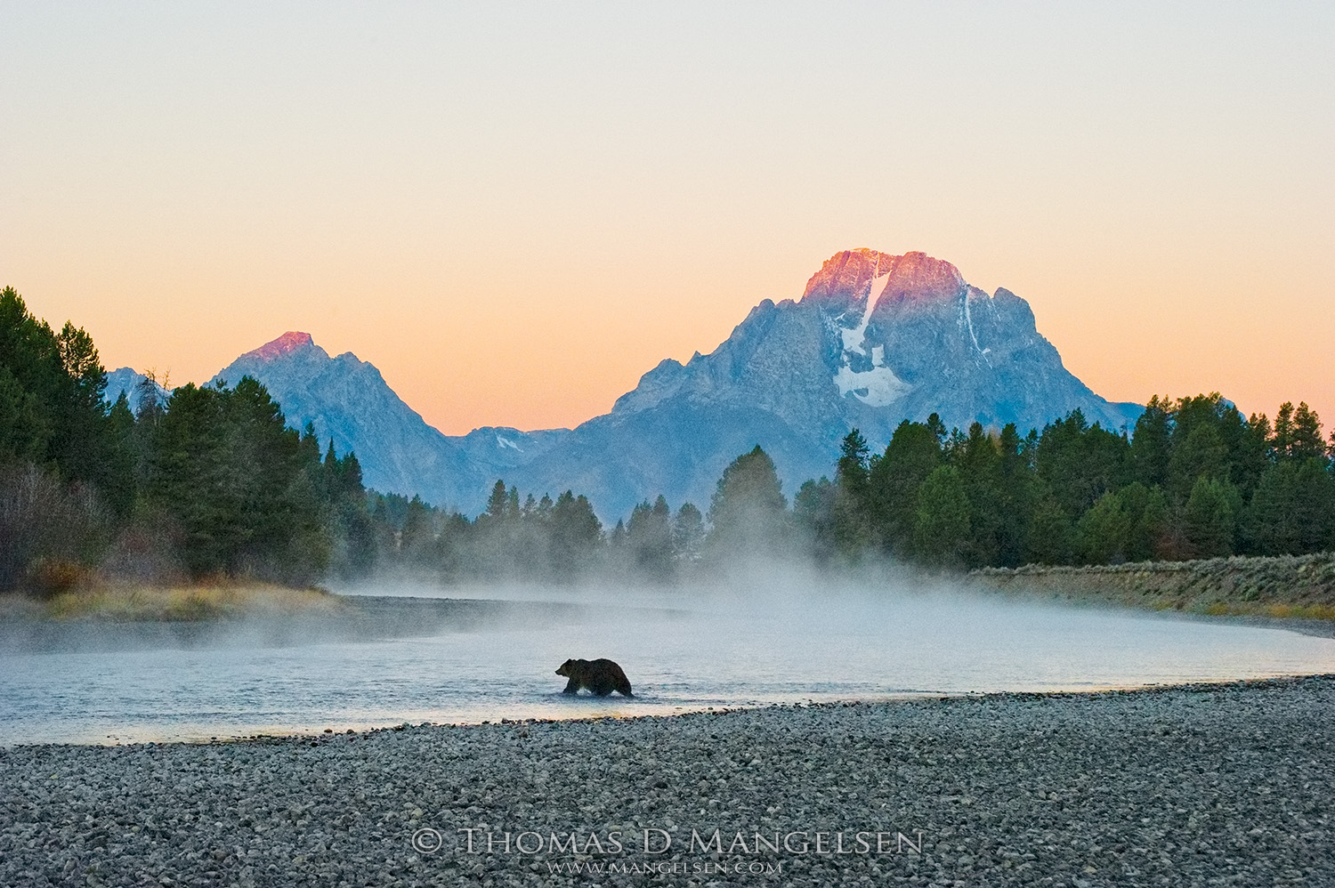 First Light - Grizzly Bear - Print 3053