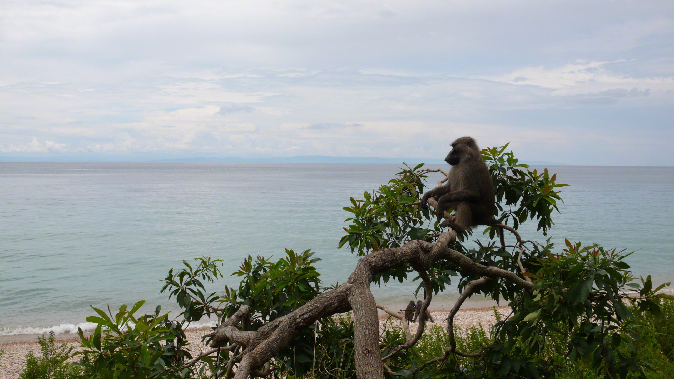 Baboon sitting in a tree in Gombe National Park. Jane's Journey filming