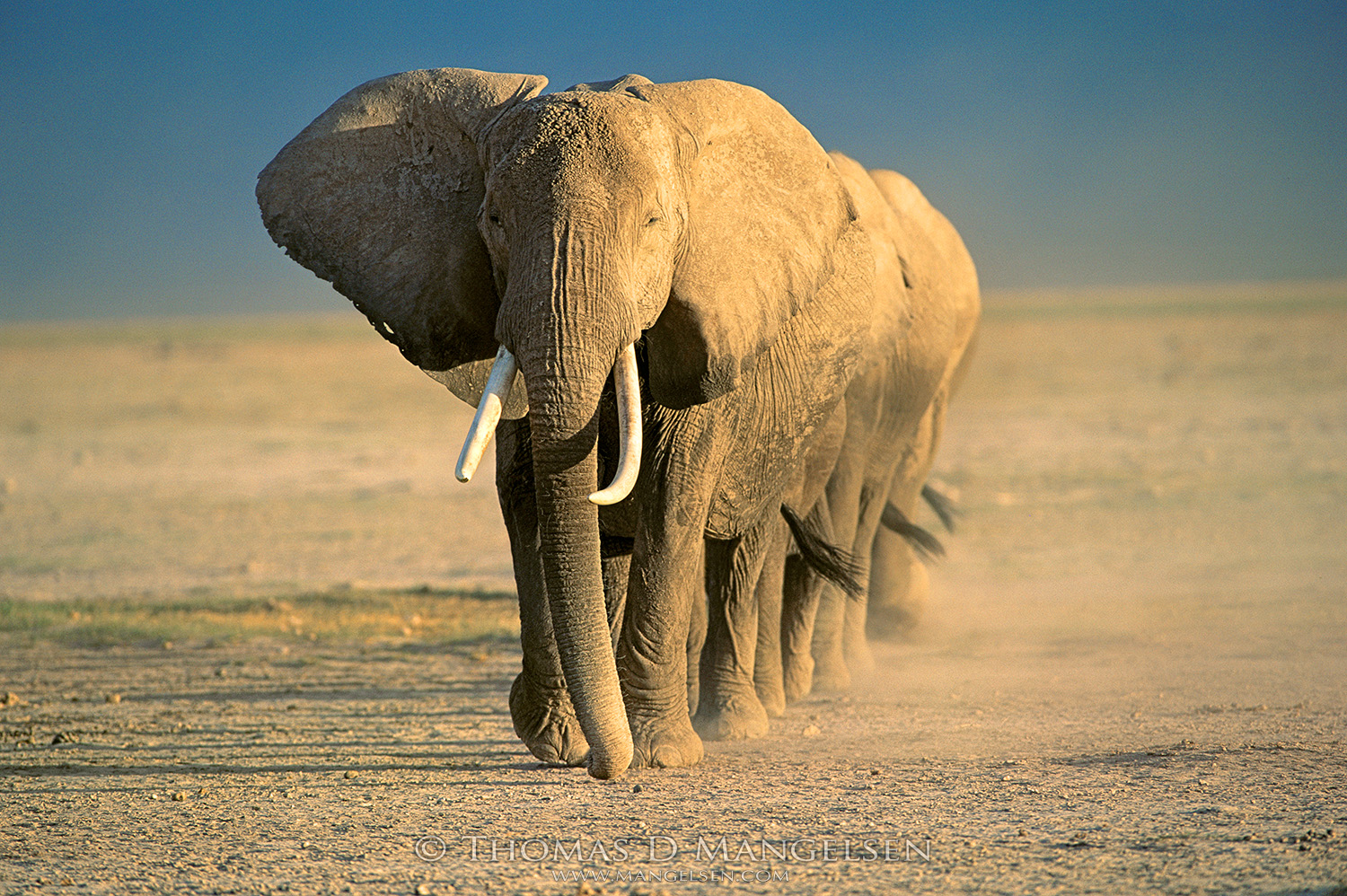 Amboseli Crossing - Print 1734