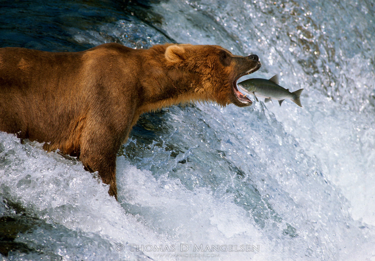 An Alaskan brown bear perfectly positions himself above Brooks Falls to catch a leaping salmon.