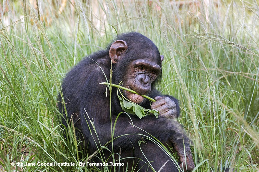 Orphan Mbebo tries new foods at the JGI Tchimpounga Chimpanzee Rehabilitation Center