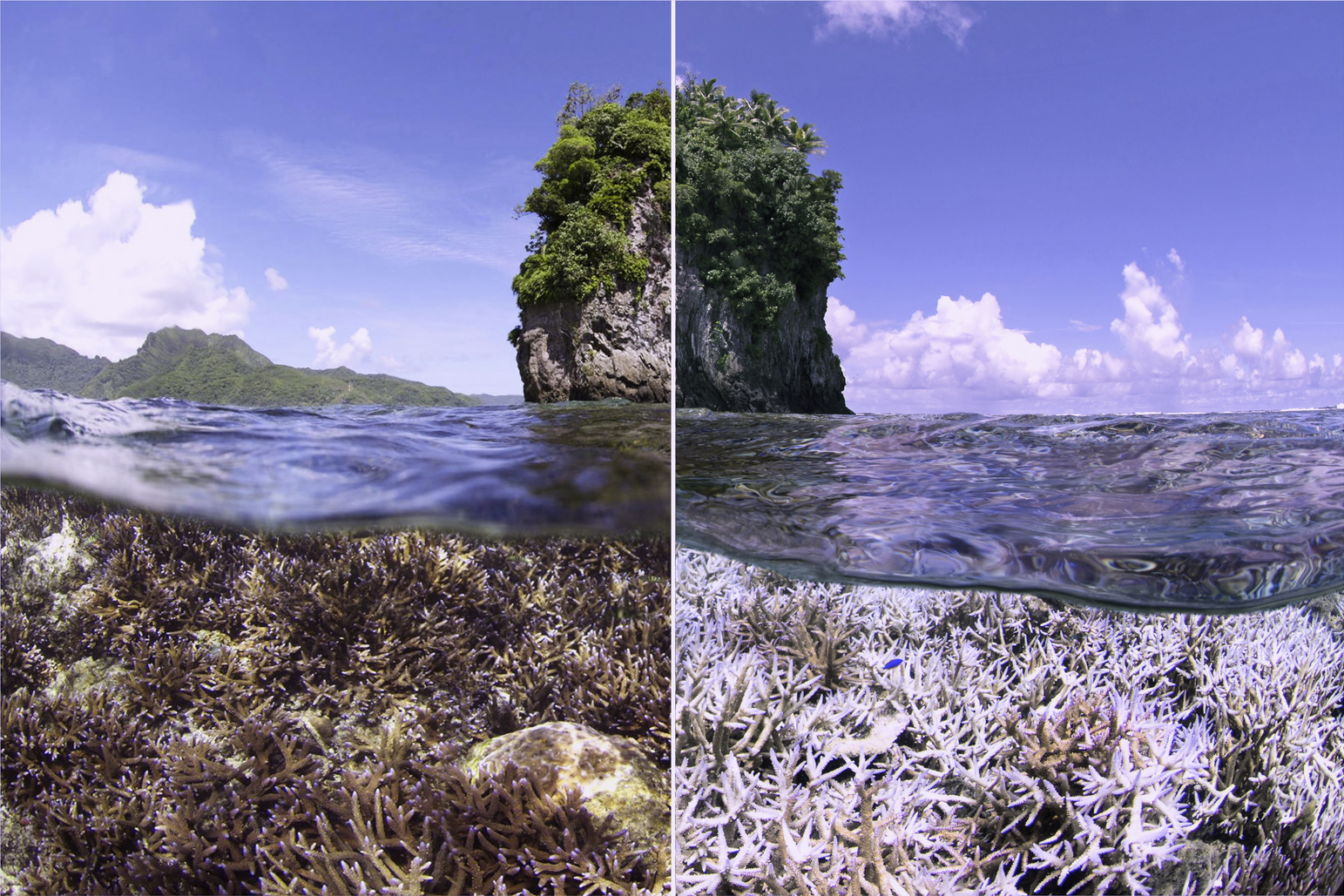 Exclusive ‘Chasing Coral’ Interview with Filmmaker Jeff Orlowski