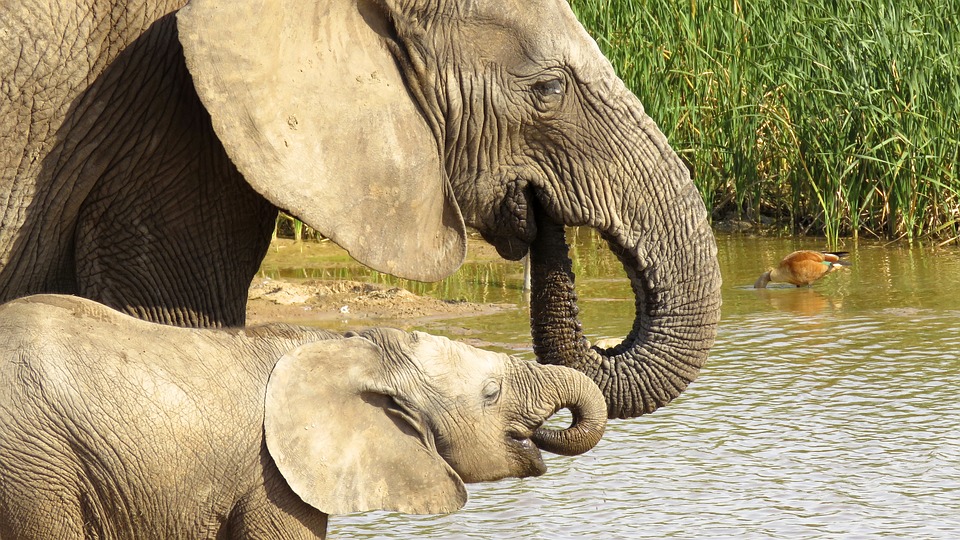 Why Dr. Jane Goodall Will Never Give Up On Elephants