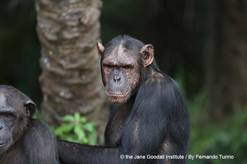 Tchimpounga’s Chimpanzee of the Month: Binda!