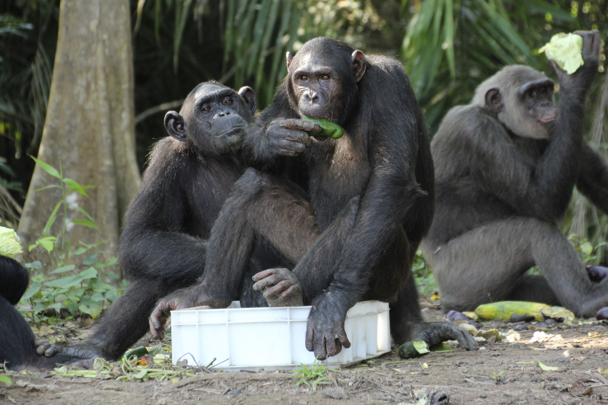 Kudia, Wounda, and Vitika eating on Tchindzoulou Island March 2015