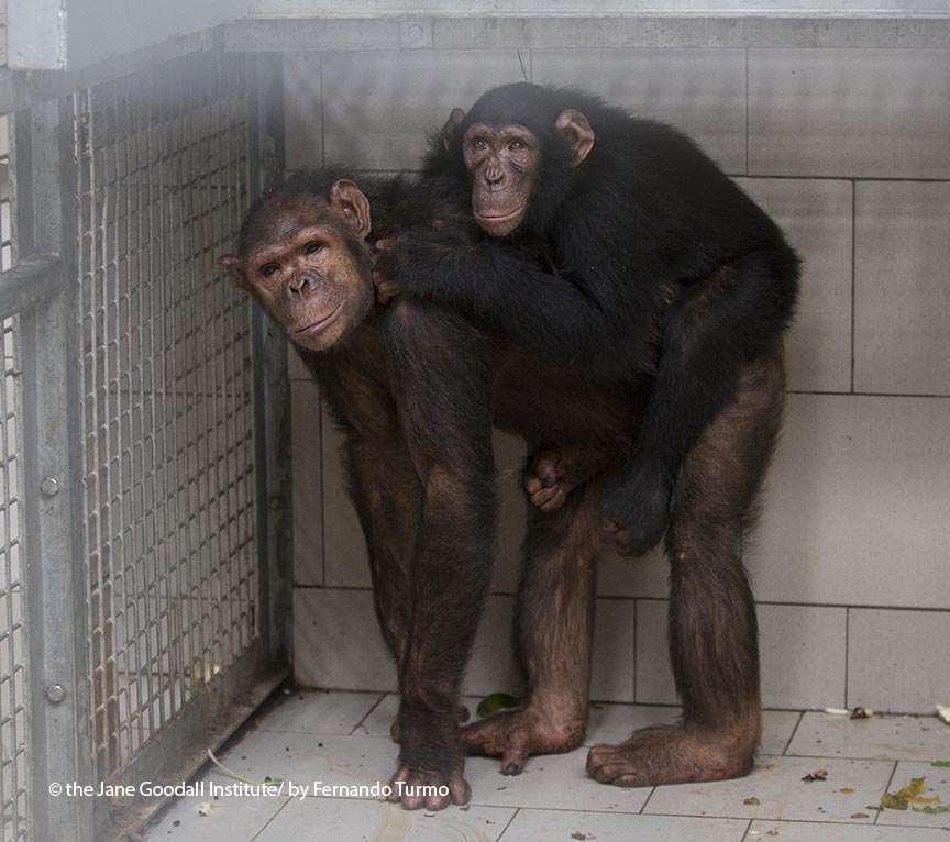 Pongou and Willy during their integration with the release group in Tchindzoulou dormitory