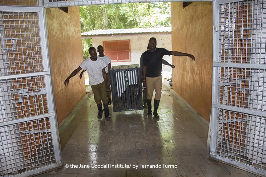 Transfer and health check. Chimpanzees transfered from Tchibebe to Tchindzoulou with the goal to create a big group for releasing it at Conkouati